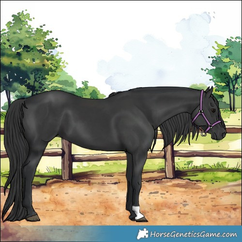 Horse Color:Black 