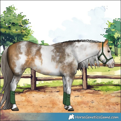 Horse Color:White Spotted Buckskin 