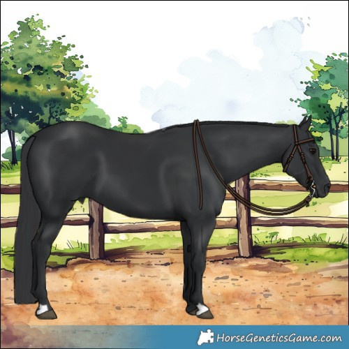 Horse Color:Black 