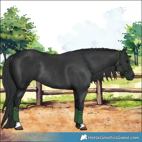 Horse Color:Black Rabicano 