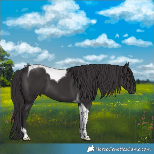Horse Color:Smoky Black Tobiano