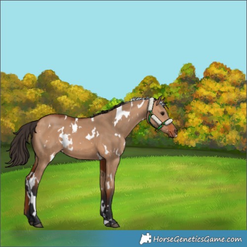 Horse Color:White Spotted Bay Dun 
