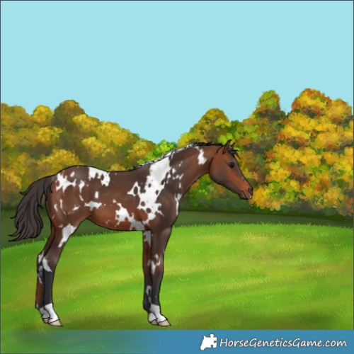 Horse Color:White Spotted Bay 