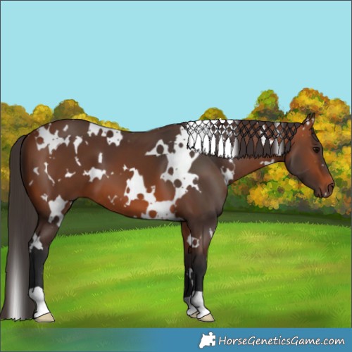 Horse Color:White Spotted Bay 