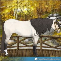 Horse Color:Buckskin Roan Dun