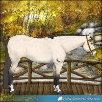 Horse Color:Buckskin Roan Dun 