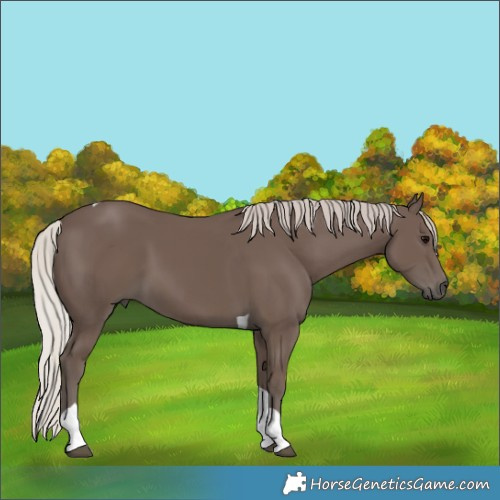 Horse Color:Silver Black Tobiano