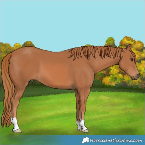 Horse Color:Chestnut 