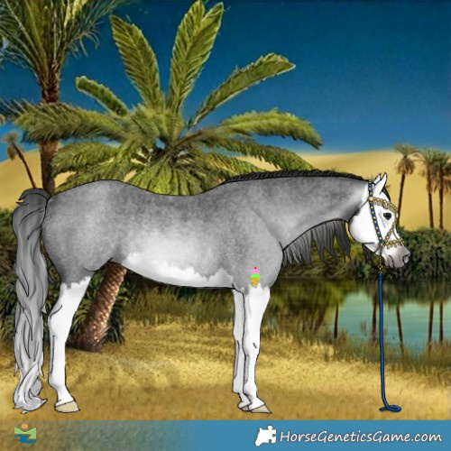 Horse Color:Gray Smoky Blue Roan Splash Rabicano 