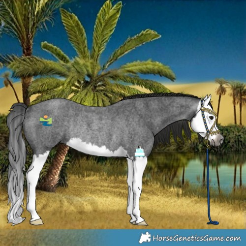 Horse Color:Gray Smoky Blue Roan Splash Rabicano 