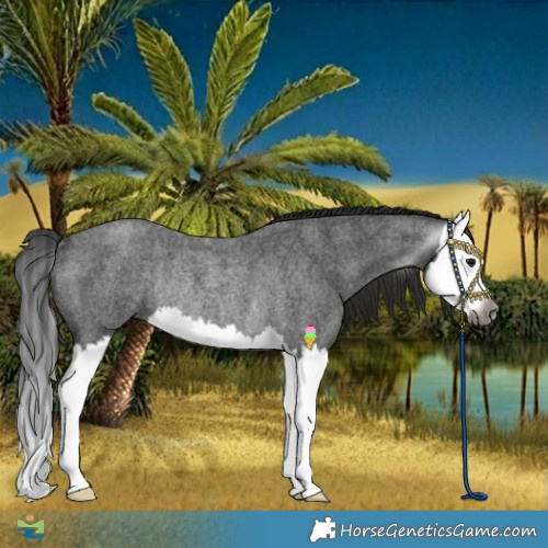 Horse Color:Gray Smoky Blue Roan Splash Rabicano 