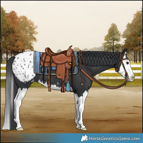Horse Color:Black Splash Blanket 
