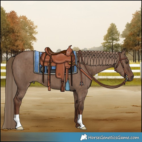Horse Color:Liver Red Dun Brindle 