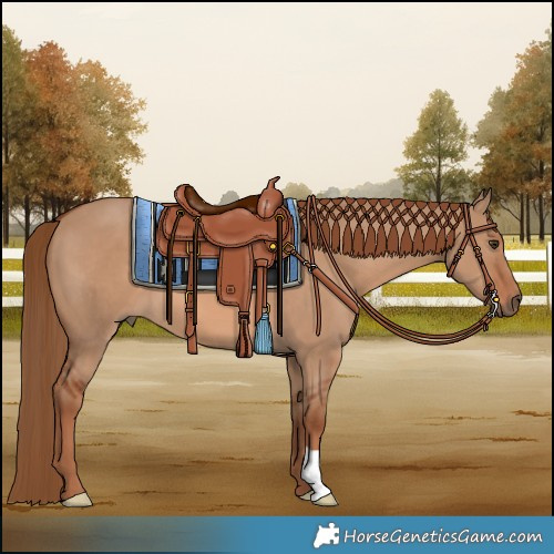 Horse Color:Red Dun 
