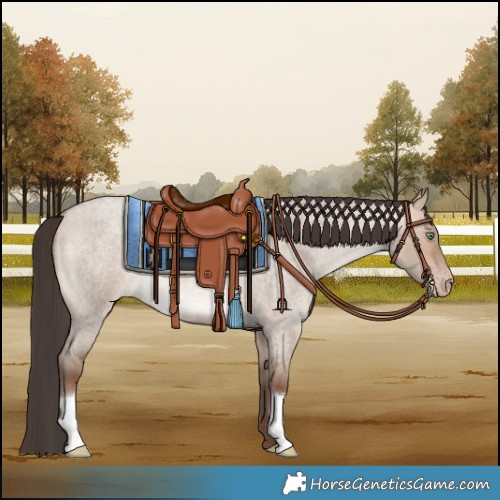 Horse Color:Amber Champagne Roan Dun 