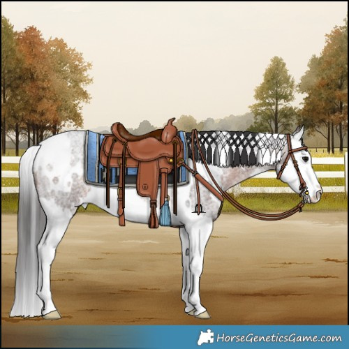 Horse Color:White Spotted Brown Roan Splash Rabicano