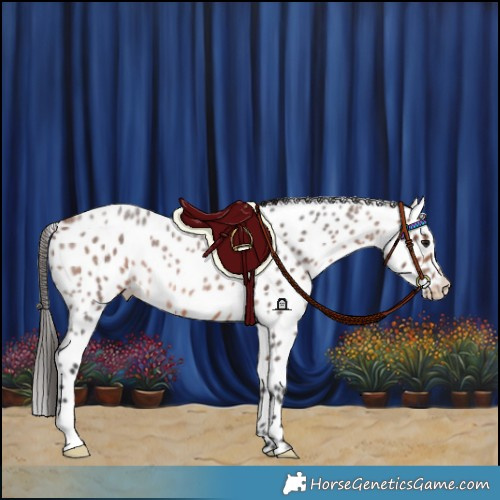 Horse Color:Bay Roan Leopard Rabicano 