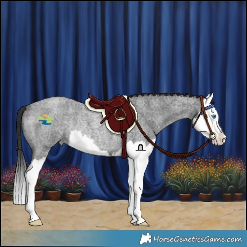 Horse Color:Blue Roan Splash Rabicano 