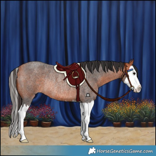 Horse Color:Bay Roan Splash Rabicano 