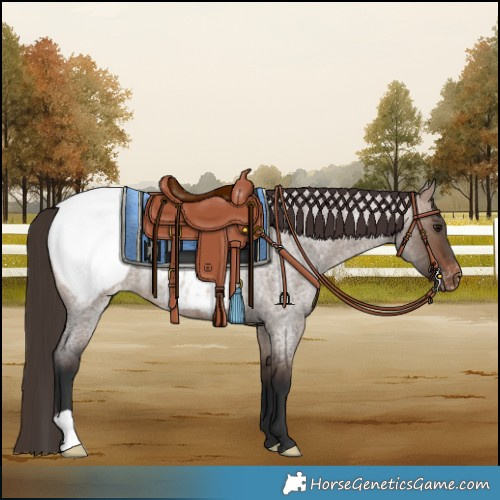 Horse Color:Brown Roan Dun Snowcap 