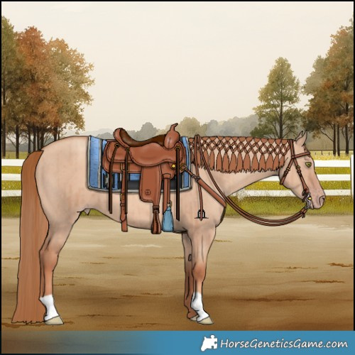 Horse Color:Gold Champagne Dun Brindle 