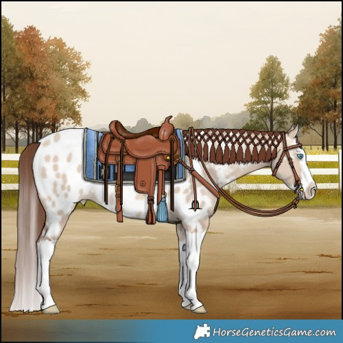 Horse Color:Sable Champagne Dun Splash Blanket 