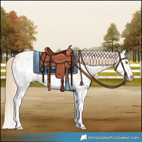 Horse Color:Gold Champagne Roan Dun Splash Blanket Rabicano