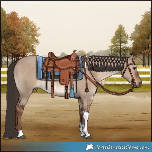Horse Color:Liver Red Dun Tobiano Rabicano 
