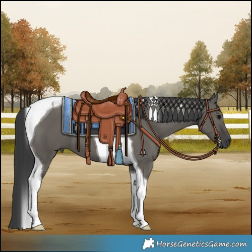 Horse Color:Grullo Tobiano