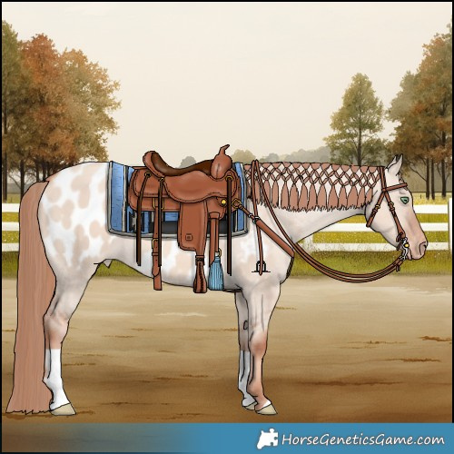 Horse Color:Gold Champagne Dun Blanket
