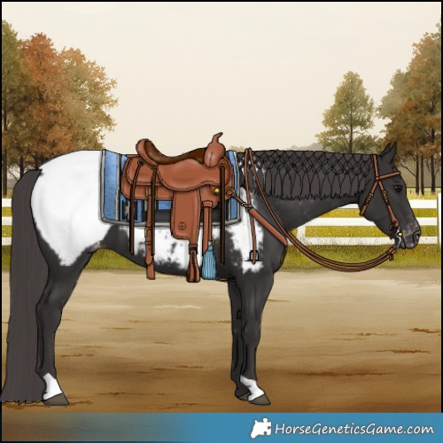 Horse Color:Smoky Black Snowcap 