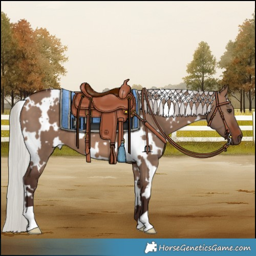 Horse Color:White Spotted Silver Brown Dun