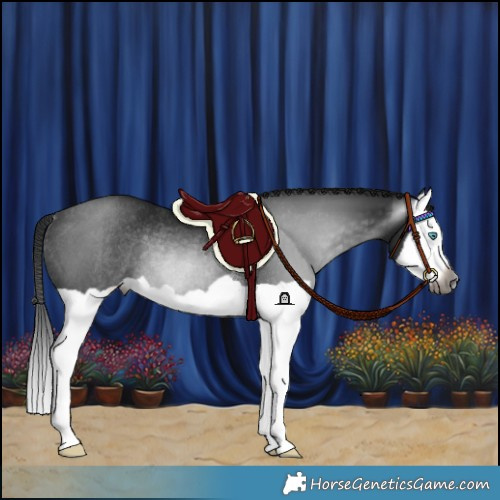 Horse Color:Gray Black Splash Rabicano 