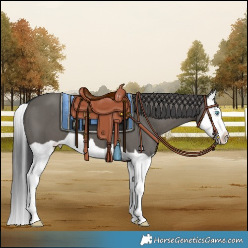Horse Color:Grullo Splash Varnish 