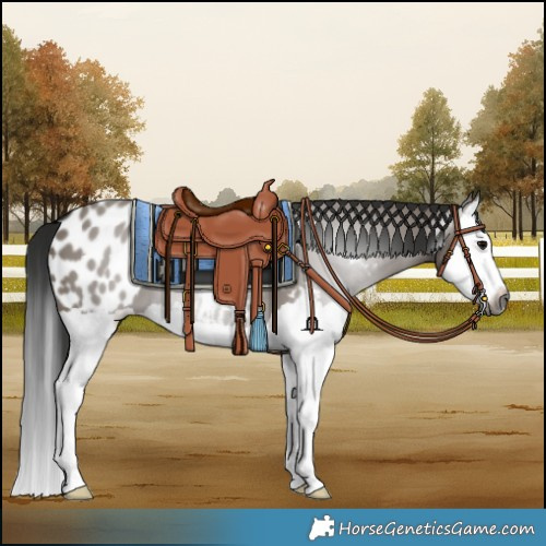 Horse Color:Gray Grullo Splash Blanket 