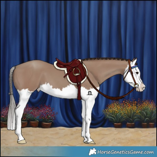 Horse Color:Classic Champagne Splash