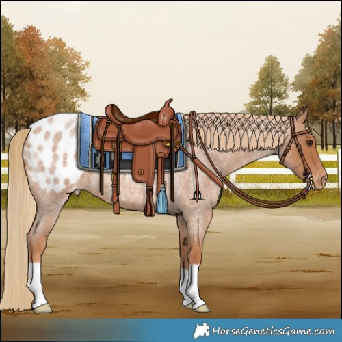 Horse Color:Red Roan Blanket 
