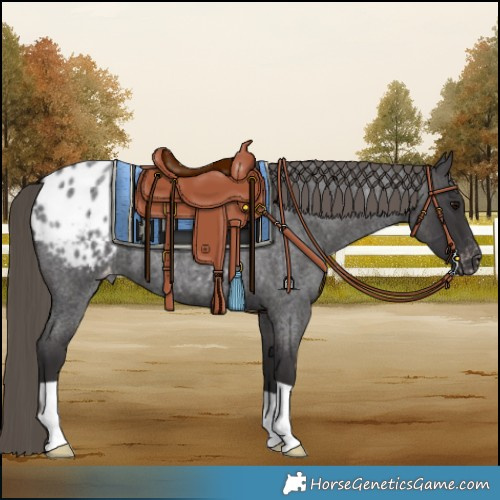 Horse Color:Smoky Blue Roan Blanket 