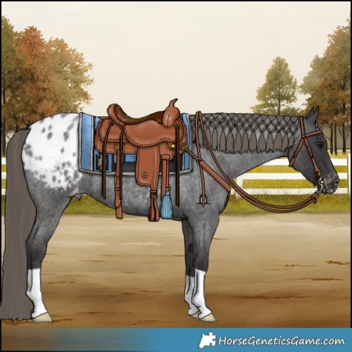 Horse Color:Smoky Blue Roan Blanket