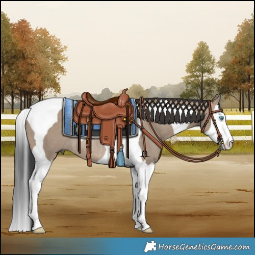 Horse Color:Brown Dun Splash Tobiano Rabicano 