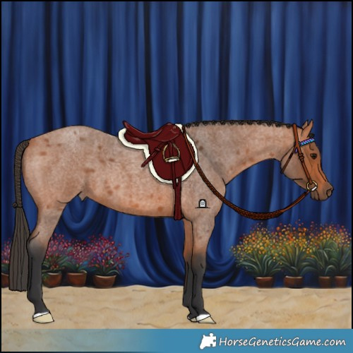 Horse Color:Bay Roan 