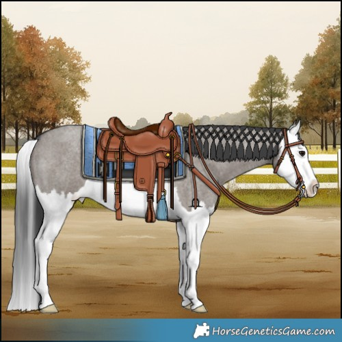 Horse Color:Grullo Roan Splash 