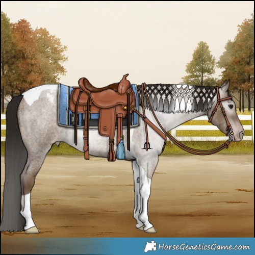 Horse Color:Gray Classic Champagne Roan Tobiano Varnish 