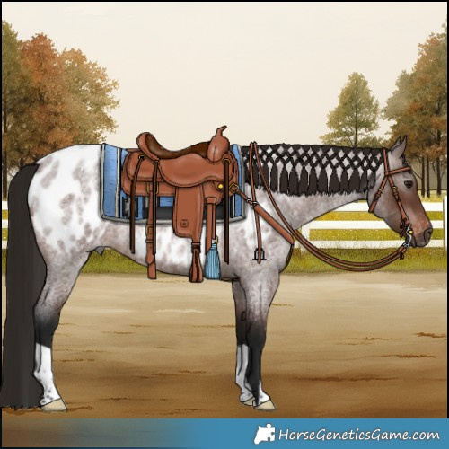 Horse Color:Gray Bay Roan Appaloosa Rabicano 