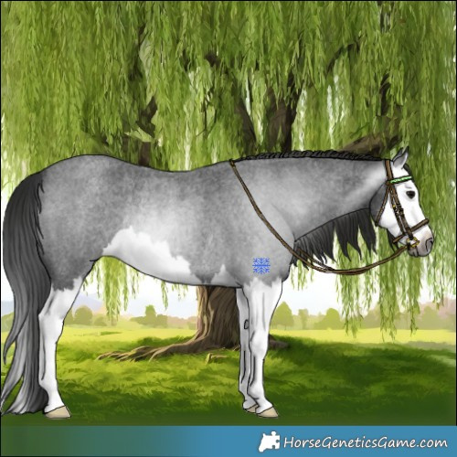 Horse Color:Gray Blue Roan Splash Rabicano 