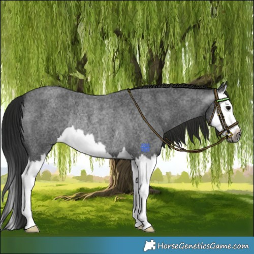 Horse Color:Gray Blue Roan Splash Rabicano 