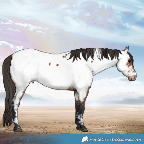 Horse Color:Bay Appaloosa