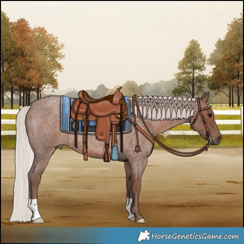 Horse Color:Silver Blue Roan 