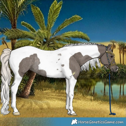 Horse Color:Silver Black Tobiano Rabicano