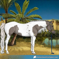 Horse Color:Silver Black Tobiano Rabicano